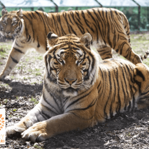 Entreeticket Thoiry Zoo Safaripark