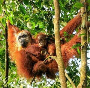 Rondreis INDONESIË: SUMATRA, JAVA & BALI - 22 dagen; Groene rijstterrassen en vulkanen