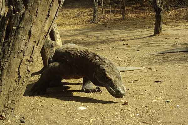 Individuele rondreis Indonesië